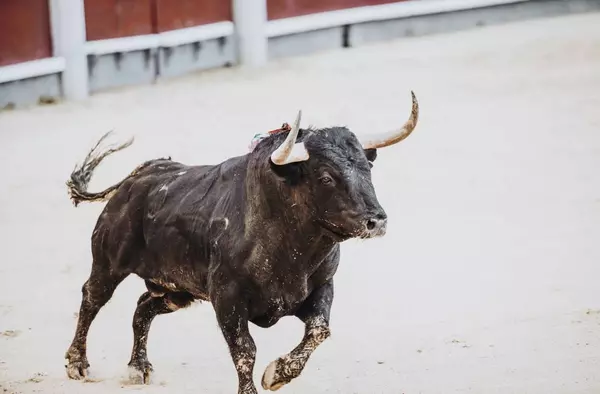 La Fundación naturalista FFW presenta alegaciones al proyecto de construcción de la plaza de toros de Pozuelo 