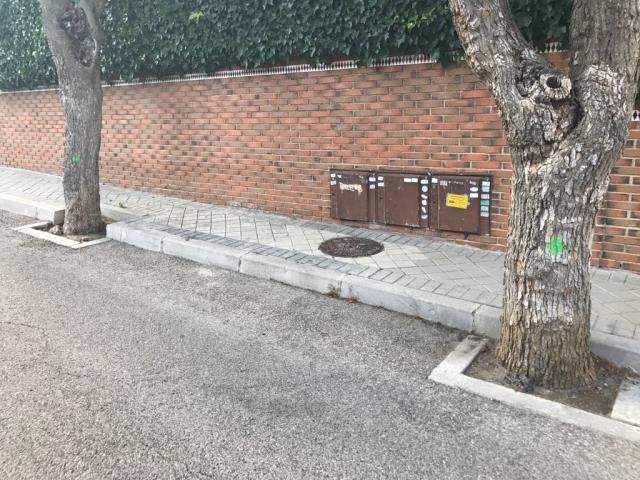 PSOE pide la paralización de la tala de árboles en Colonia Los Ángeles