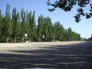 Oria: "La tala de los árboles se realiza ante el riesgo de caída"