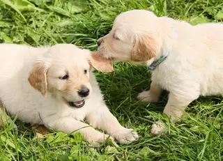 La Comunidad de Madrid  presenta una campaña de concienciación contra el abandono de mascotas en verano