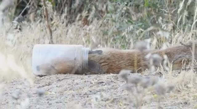 
                                                    Liberado un pequeño zorro atrapado en un bote de plástico en la zona del Humedal de Meaques