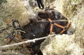 El Ayuntamiento de Pozuelo recupera los usos tradicionales en la gestión forestal del municipio