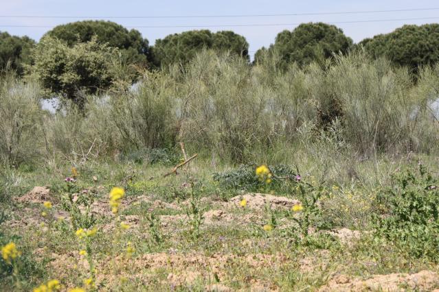 El Ayuntamiento de Pozuelo de Alarcón recuerda que el plazo para realizar el desbroce de parcelas finaliza el 15 de junio