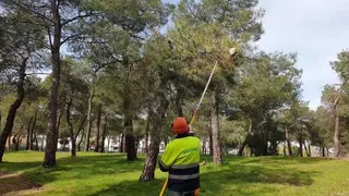 El Gobierno municipal continuará con el servicio integral de prevención y control de plagas