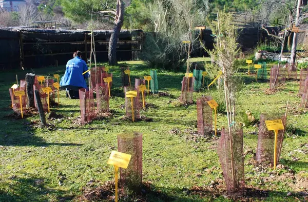 Voluntarios de Pozuelo colaboran en la plantación de un minibosque de Miyawaki en el Aula de Educación Ambiental  