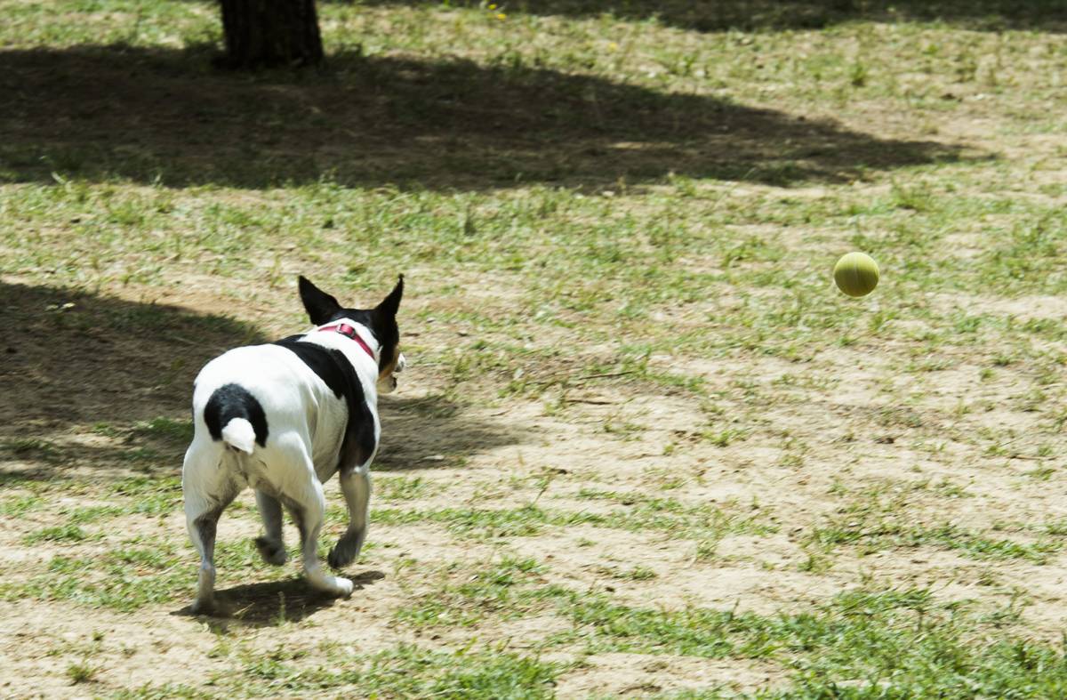 Arranca la construcción de la nueva área canina en el Parque Cerro de los Perdigones de Pozuelo