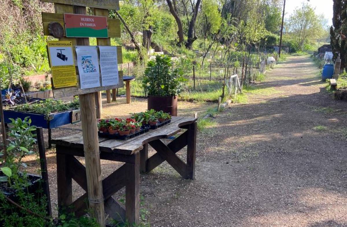 
                                                    Una propuesta para la creación de una red de huertos urbanos en Pozuelo llegará al próximo Pleno