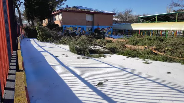 Somos Pozuelo vuelve a exigir la reposición de los árboles talados en los patios de los colegios