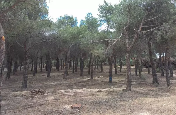 Tala masiva de árboles en Montegancedo: Más Madrid- Somos Pozuelo- IU interpone una denuncia
