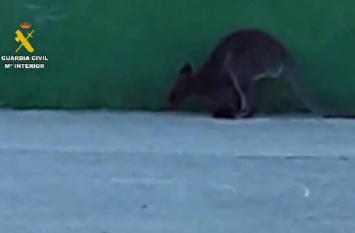 
                                                    Capturados dos canguros que deambulaban por Villanueva de la Cañada