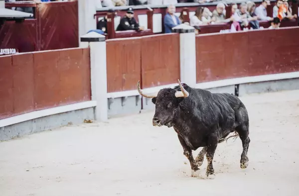 ¡Paralizada! Pozuelo no construirá la plaza de toros anunciada