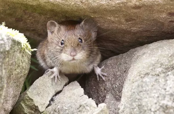 Invasión de ratas: los vecinos de Aravaca quieren unirse a Pozuelo ante la inacción del Ayuntamiento de Madrid