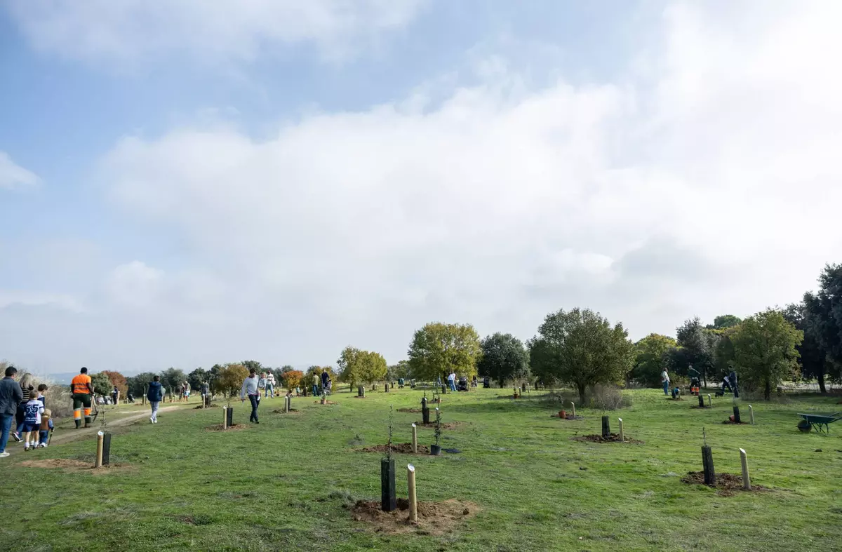 El Ayuntamiento de Pozuelo plantará más de un centenar de árboles con los que recuperará los alcorques vacíos