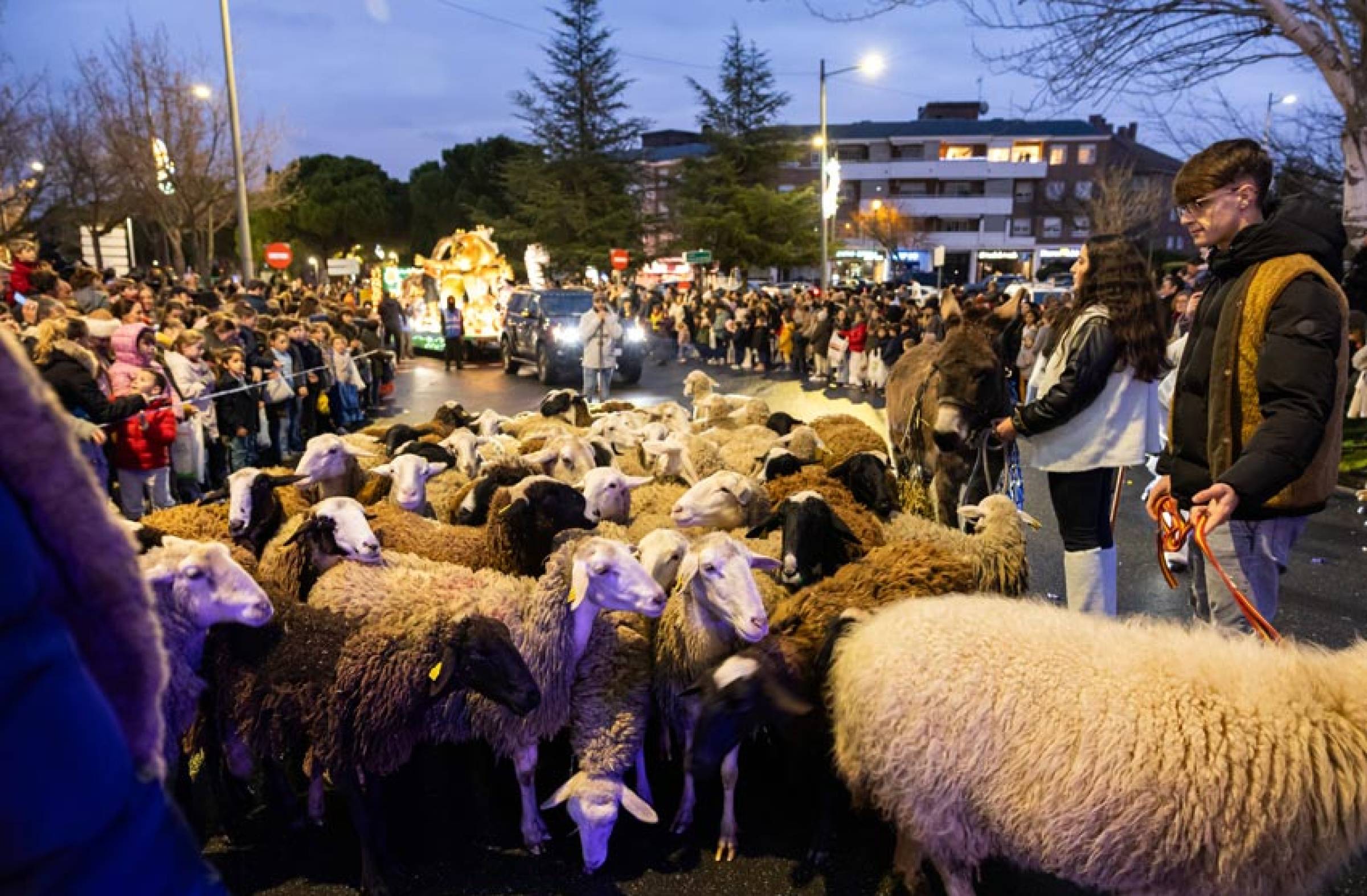 Animales en la Cabalgata de Pozuelo
