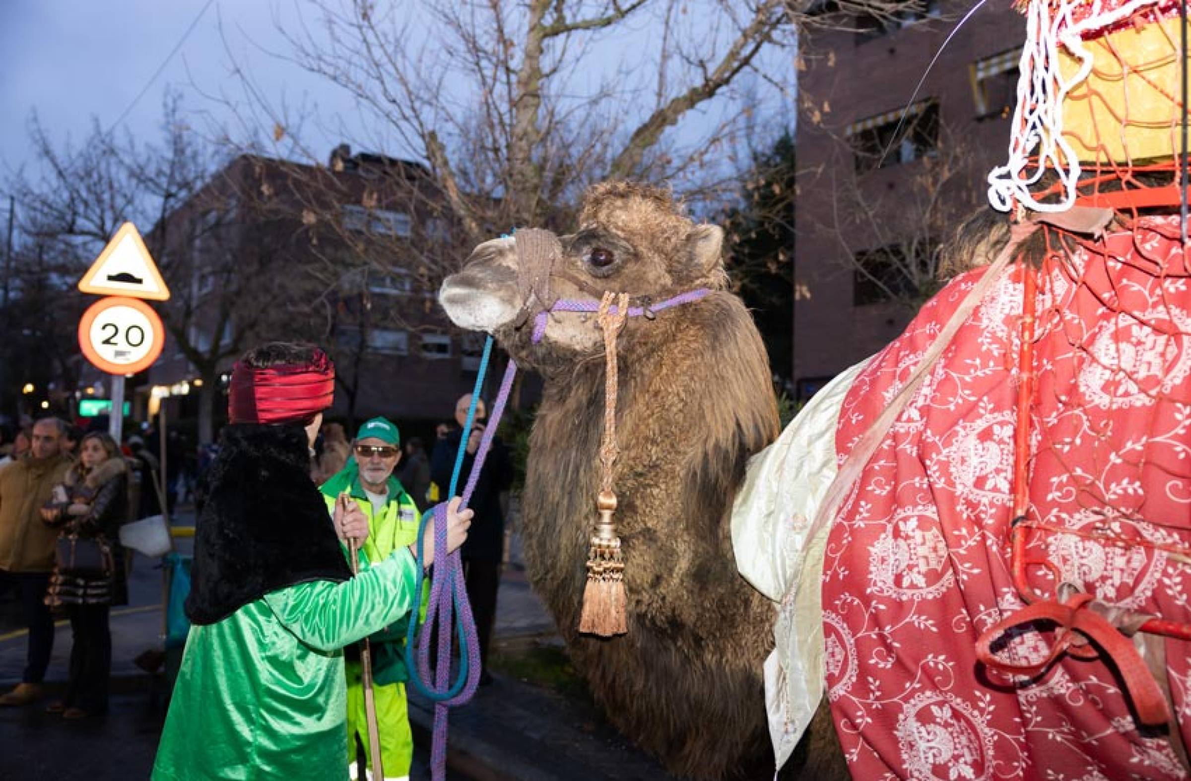 Camellos en la Cabalgata de Pozuelo