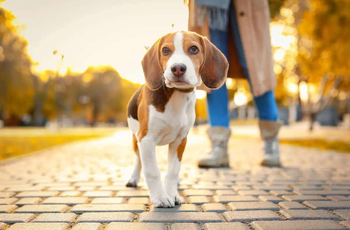 Pozuelo relanza la campaña para la recogida de excrementos caninos en la vía pública: multas de hasta 750 euros