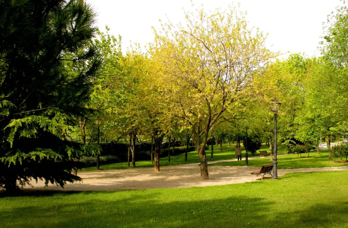 Pozuelo es reconocida como una de las ciudades del mundo con mejor arbolado urbano