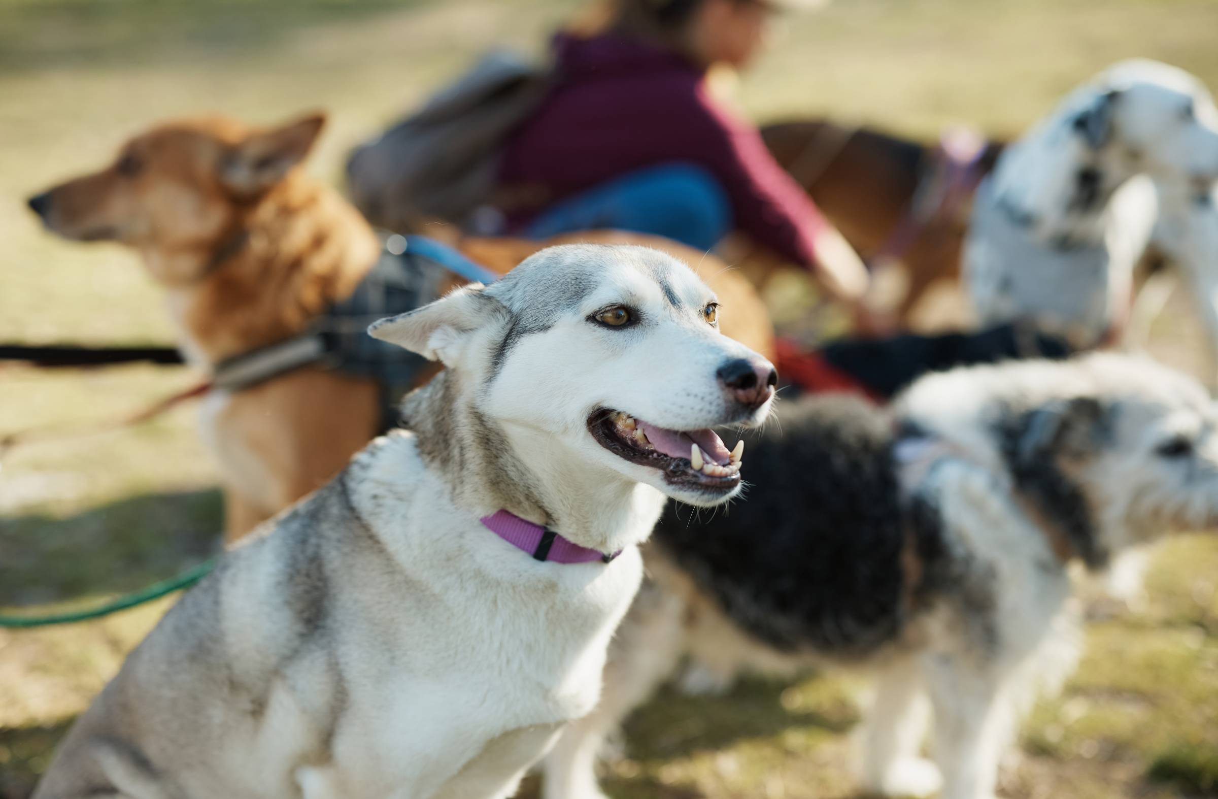 Pozuelo de Alarcón celebra este domingo una carrera solidaria contra el maltrato animal