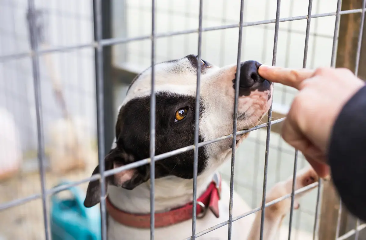 Pozuelo contará con un nuevo Centro de Bienestar Animal en Ciudad de la Imagen