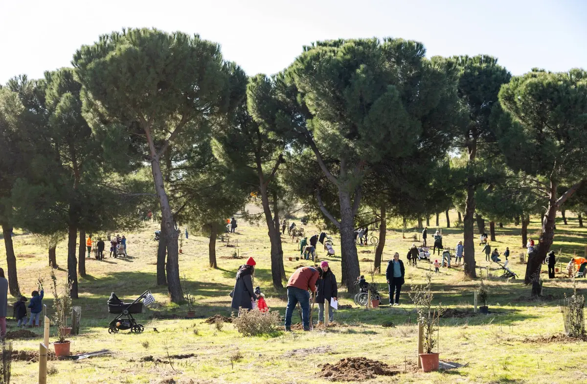 
                                Pozuelo abre las inscripciones de ‘Apadrina un árbol’ para niños nacidos en 2025 y 2026