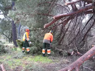 Los servicios municipales de Medio Ambiente realizan las labores de poda del arbolado urbano