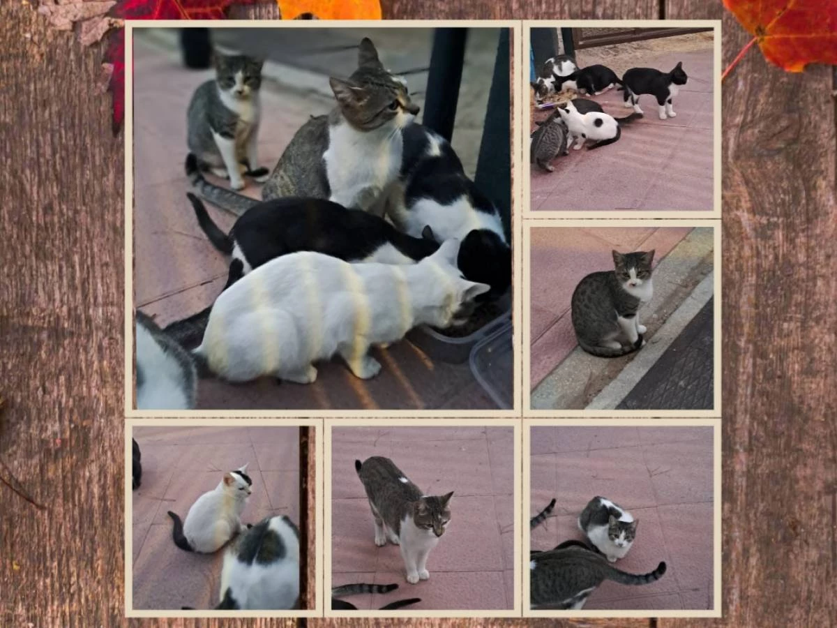 Gatos, que hace el ayto de pozuelo? 