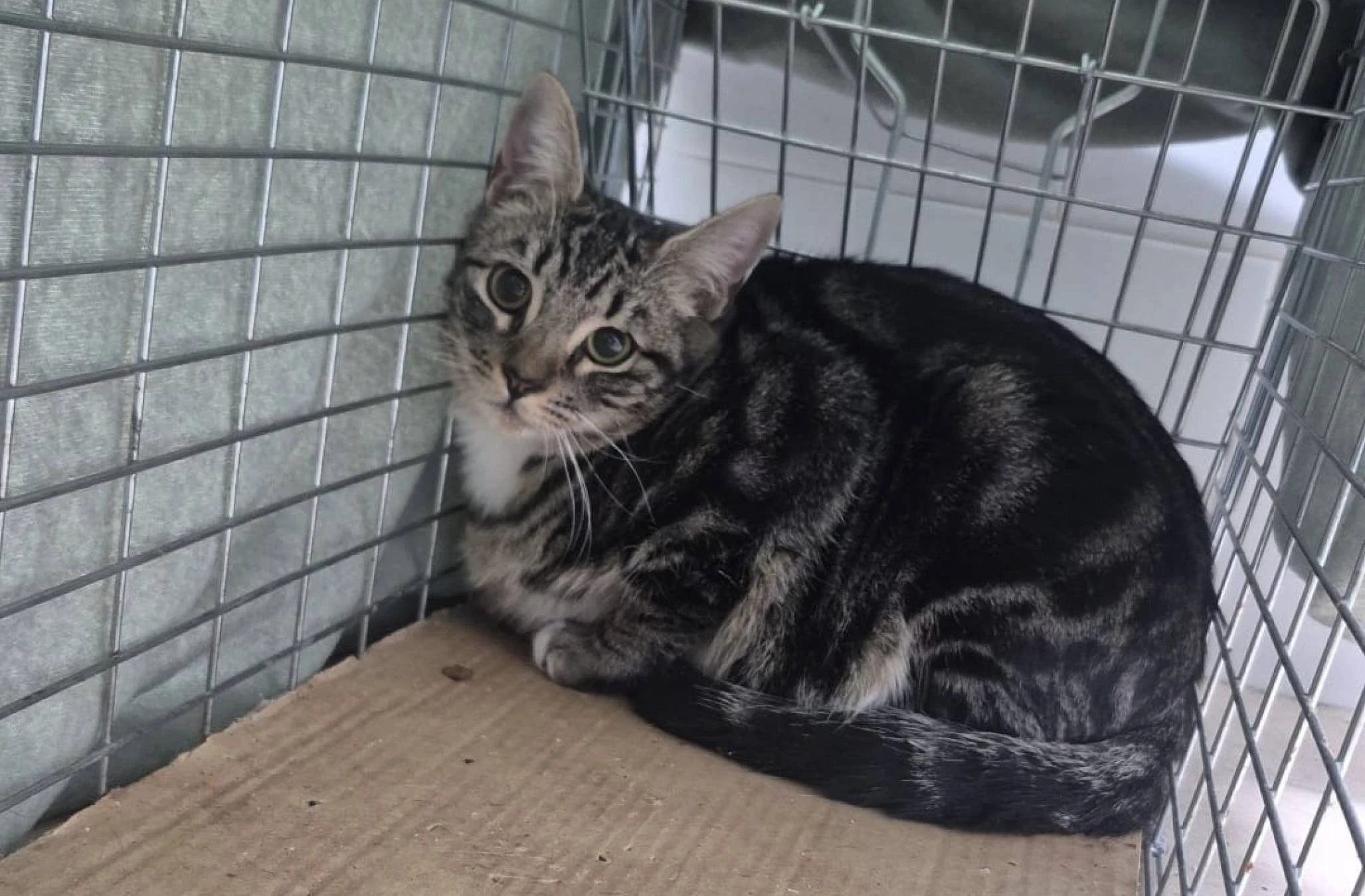 Se necesita conductor de camión