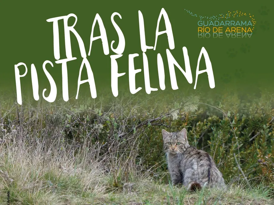 Tras la pista felina 🐈